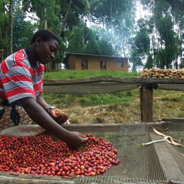 L’oro nero del Burundi