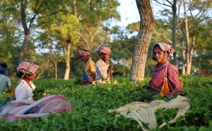 coltivatori di tè west bengala
