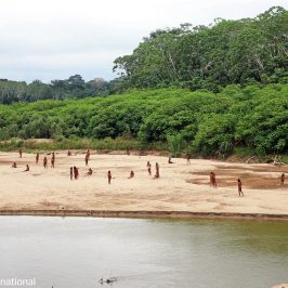 Amazzonia: salvi (per ora) i mashco piro